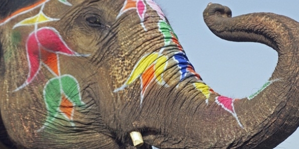 Un elefante indiano decorato