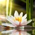 “Ditelo con i fiori”: purezza e resilienza, ecco il fior di loto